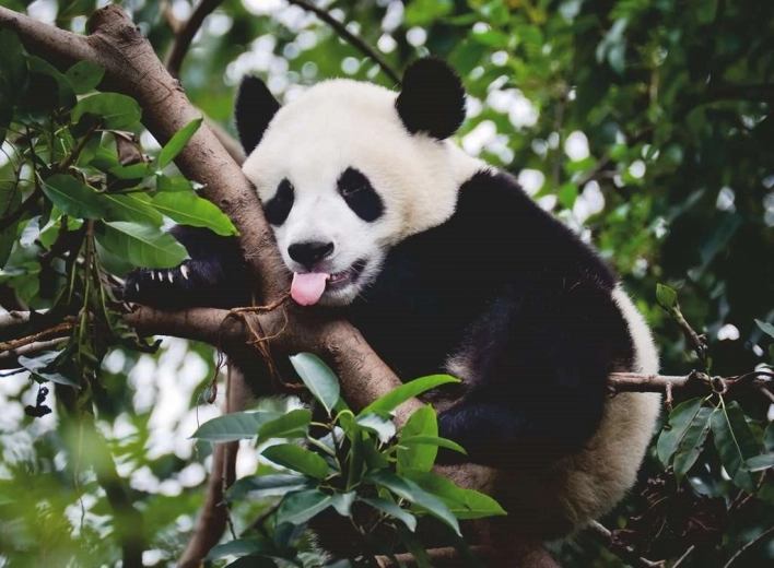 Panda-Puzzle von Ravensburger 500 Teile