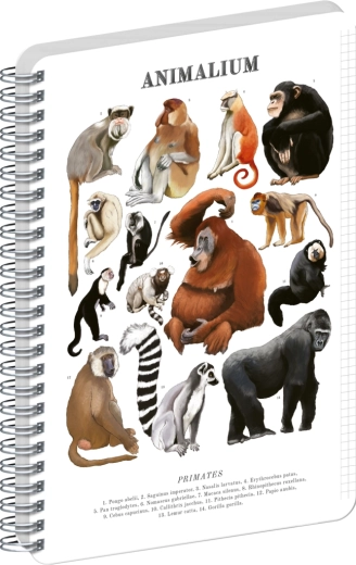 Notique Spiralblock Animalium – Primaten, kariert A5