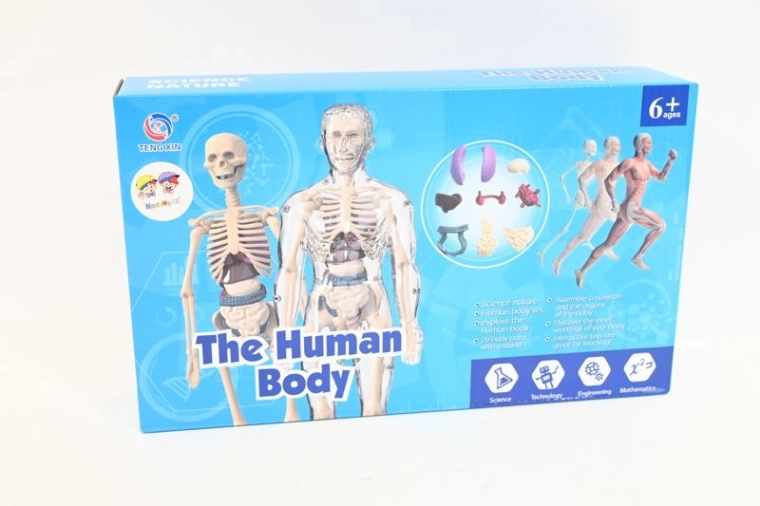 Anatomisches Modell des menschlichen Körpers