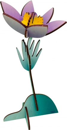Blume – Küchenschelle