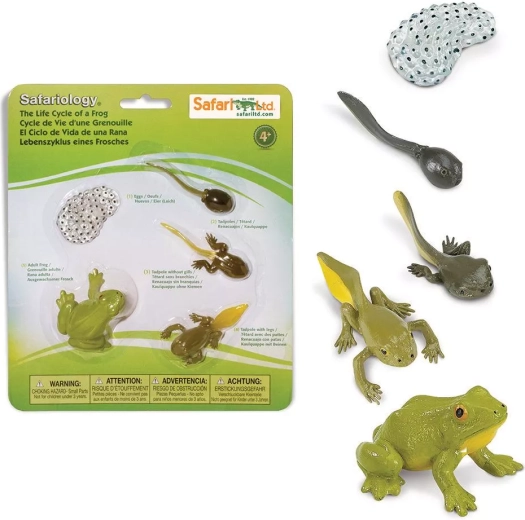 Safari Ltd. Lebenszyklus des Frosches