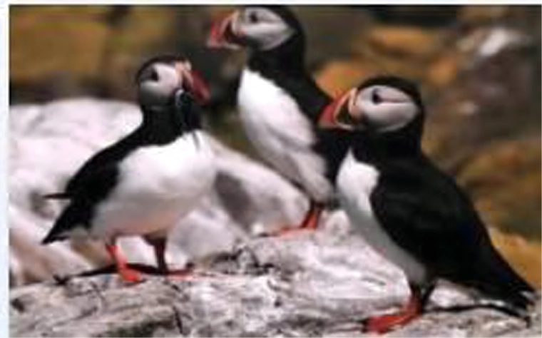 Realistisches Motiv der Papageitaucher