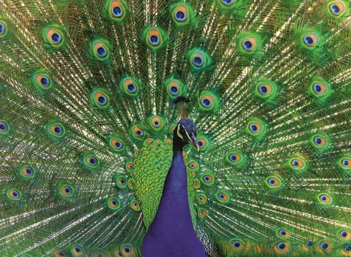 Puzzle RAVENSBURGER Majestätischer Pfau 500 Teile