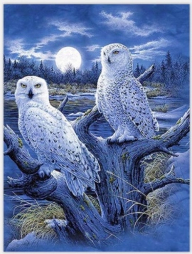 Norimpex Malen nach Zahlen Eulen und Mond 40 × 50 cm