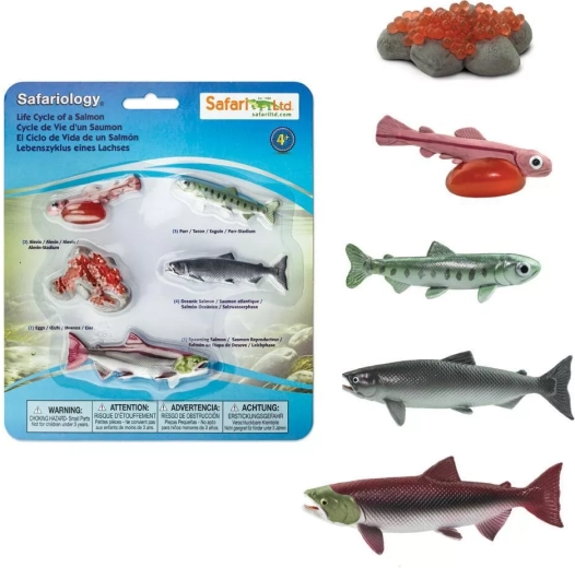 Safari Ltd. Lebenszyklus des Lachses