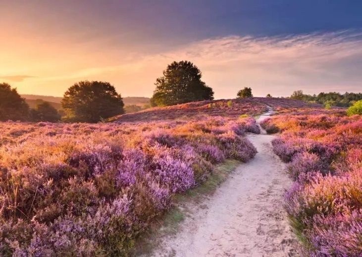 Puzzle RAVENSBURGER Rosa Weg 1000 Teile