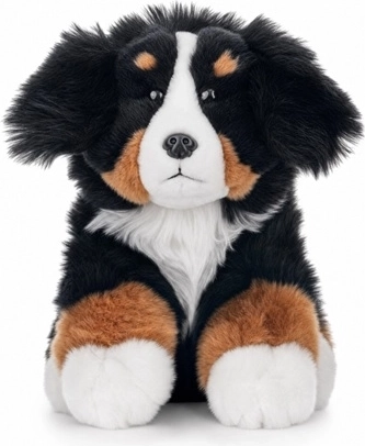 Berner Sennenhund 23 cm