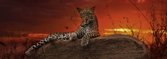 Panoramapuzzle Morgendämmerung in Kenia 2000 Teile