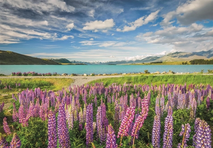 Clementoni Puzzle Lupinen am Lake Tekapo 1500 Teile