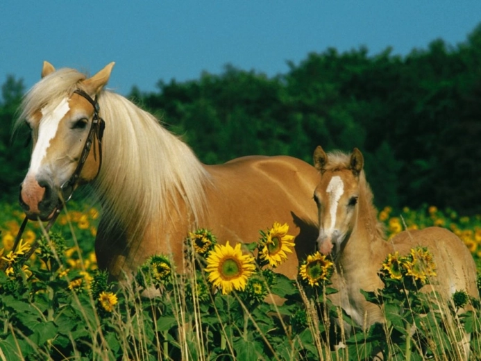 RAVENSBURGER Puzzle Pferdeglück XXL 200 Teile