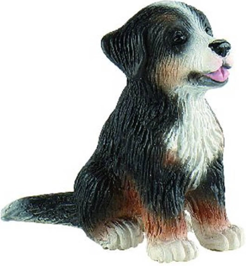 Berner Sennenhund – Welpe Joy