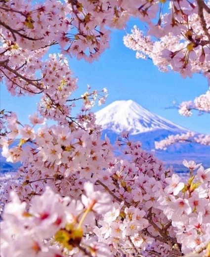 Diamantmalerei Fuji-Berg mit Kirschblüte 30 × 40 cm