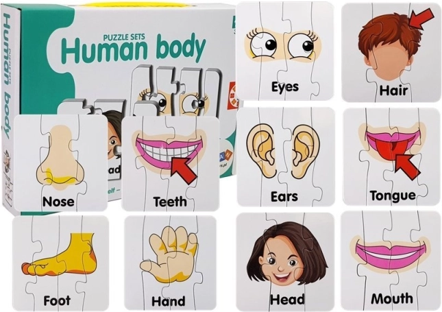 Lernpuzzle – Teile des menschlichen Körpers, 10 Paare, englische Vokabeln