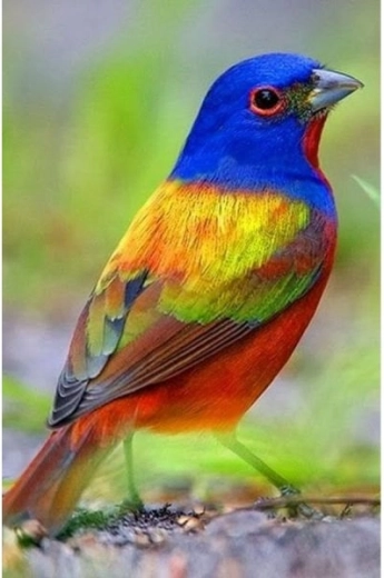 Diamantmalerei (Diamond Painting) bunter Vogel 30 × 40 cm