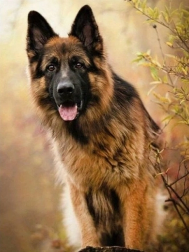 Diamantmalerei – Deutscher Schäferhund 30 × 40 cm