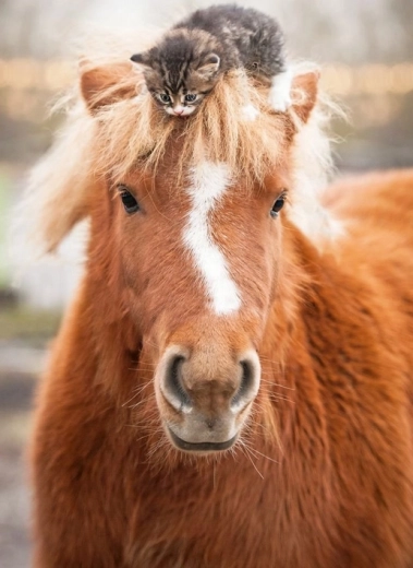 Ravensburger Puzzle Pony und Kätzchen 500 Teile