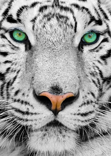 Enjoy Puzzle Weißer Sibirischer Tiger 1000 Teile