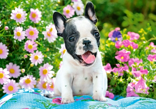 Puzzle 500 Teile French Bulldog Puppy