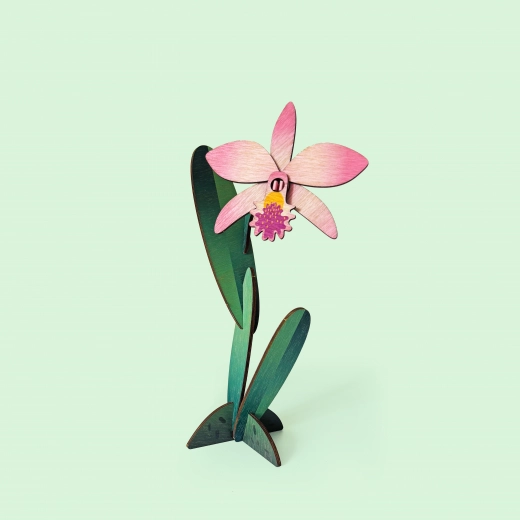Blume – Orchidee