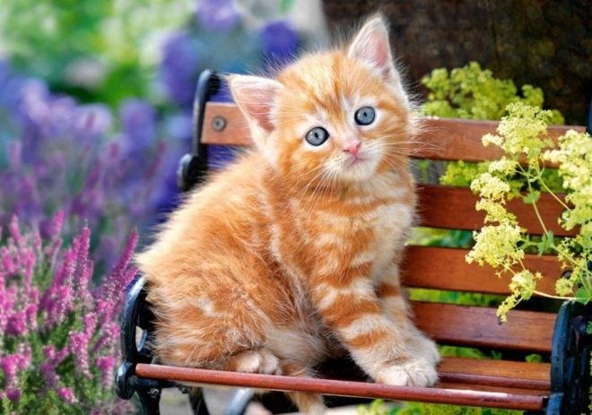Puzzle 500 Teile – Ginger Kitten