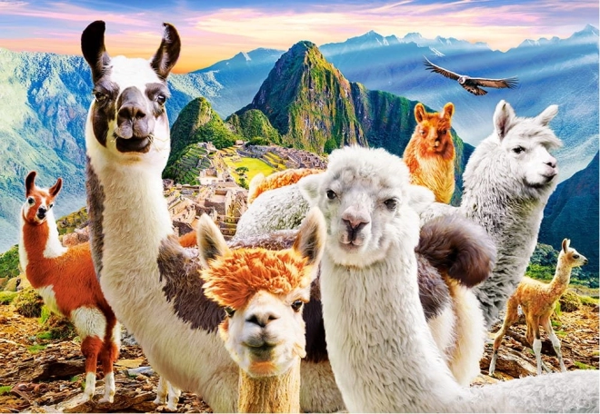 Puzzle 1000 Teile Llamas Selfie