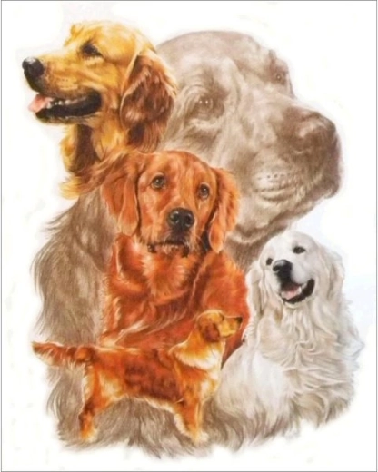 Diamantmalerei – Bild Golden Retriever 30 × 35 cm