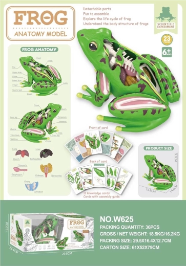 Lehrreiches Anatomiemodell eines Frosches