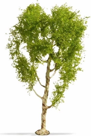 NOCH Master Tree Birke 21 cm