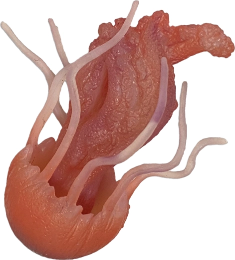 Gummiquall 10 cm – Spielzeug für Badewanne und Pool