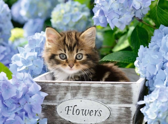 Puzzle RAVENSBURGER Kleines Kätzchen XXL 300 Teile