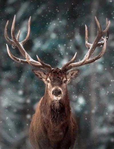 Diamantmalerei – Hirschporträt 30 × 40 cm