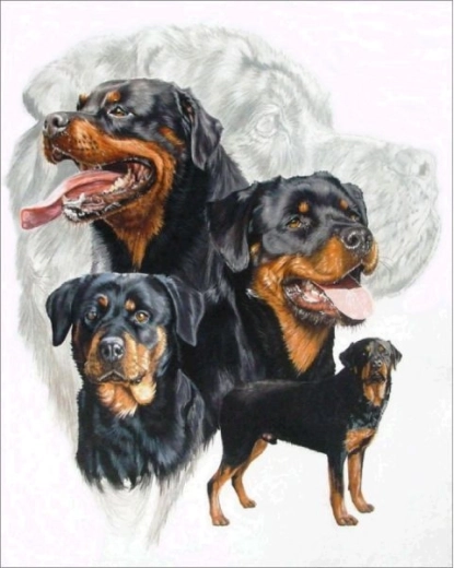 Diamantmalerei (Diamond Painting) Rottweiler 30 × 40 cm