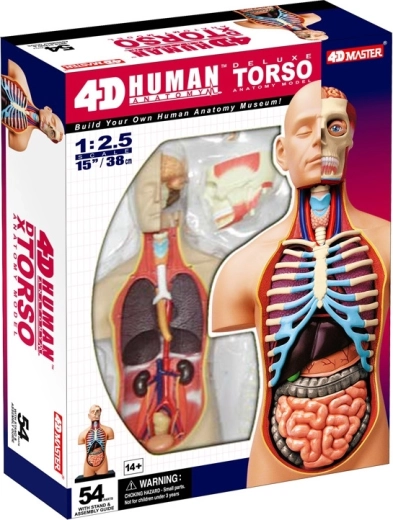 4D Master Deluxe anatomischer Menschentorso 38 cm
