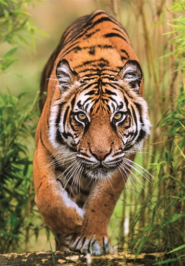 Puzzle Jagdpfad 1000 Teile CLEMENTONI