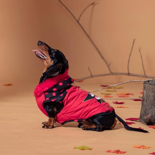 Winterkleidung für Hunde Minnie, Größe S