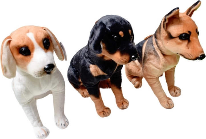 Plüschhündchen – Rassehund, stehend