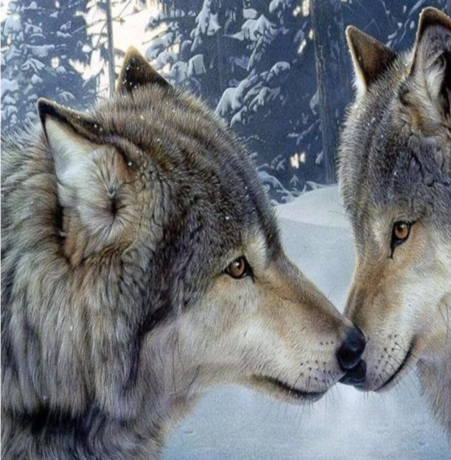 Norimpex Diamantmalerei Wolfs-Harmonie 30x40 cm