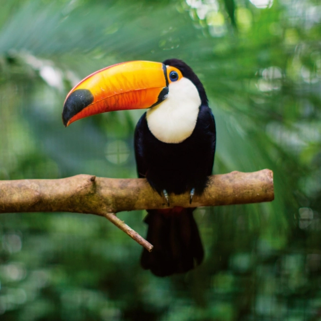 Notizkalender Wilde Tiere 2026