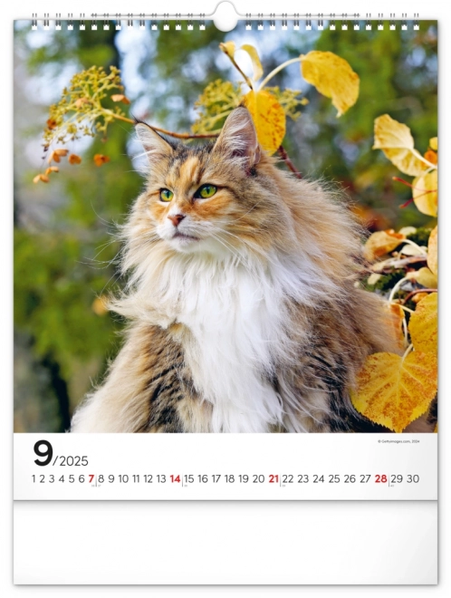 Notique Wandkalender Katzen 2025