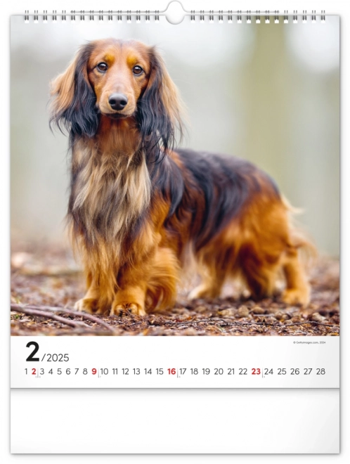 Notique Wandkalender Hunde 2025