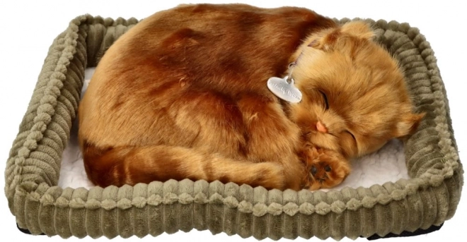Adoptiere mich Türkische Angora Katze