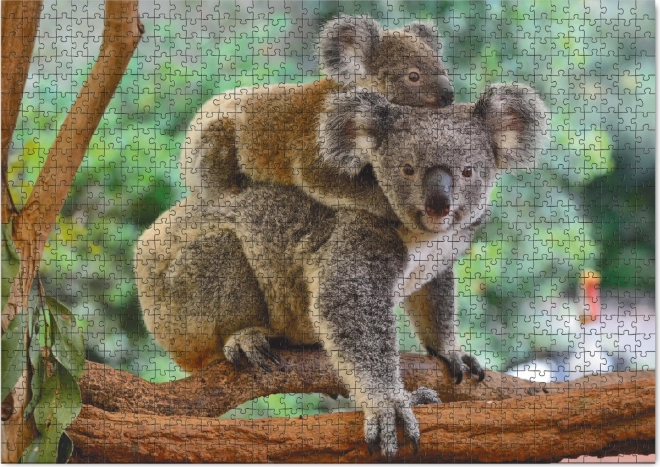 Puzzle Koala mit Jungtier 1000 Teile