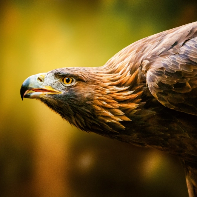 Notizkalender Wilde Tiere 2026