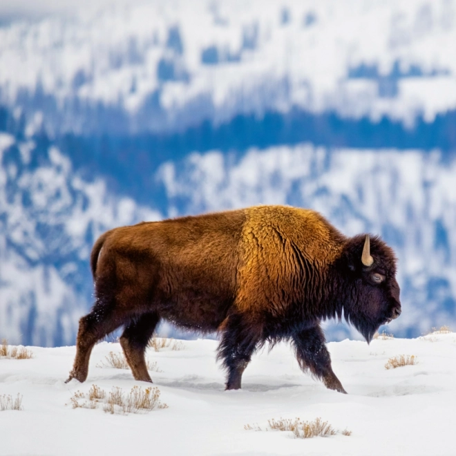 Notizkalender Wilde Tiere 2026