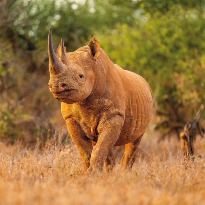 Notizkalender Wilde Afrika 2025