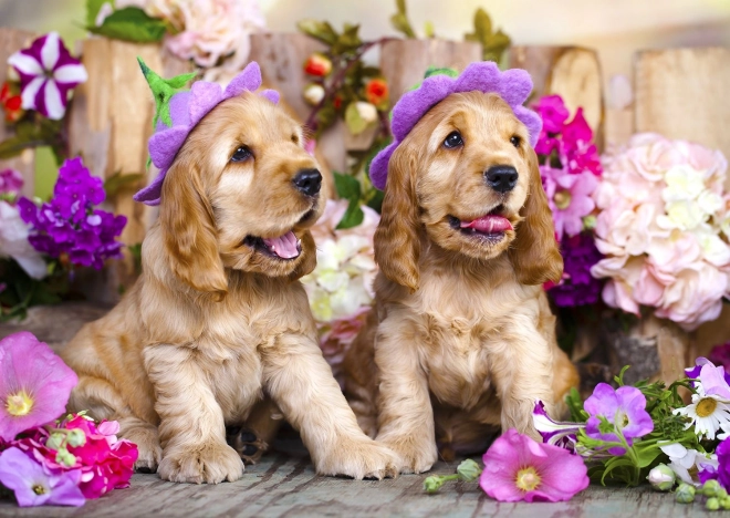 Puzzle Cocker-Spaniel-Welpen mit Blumenhütchen 1000 Teile