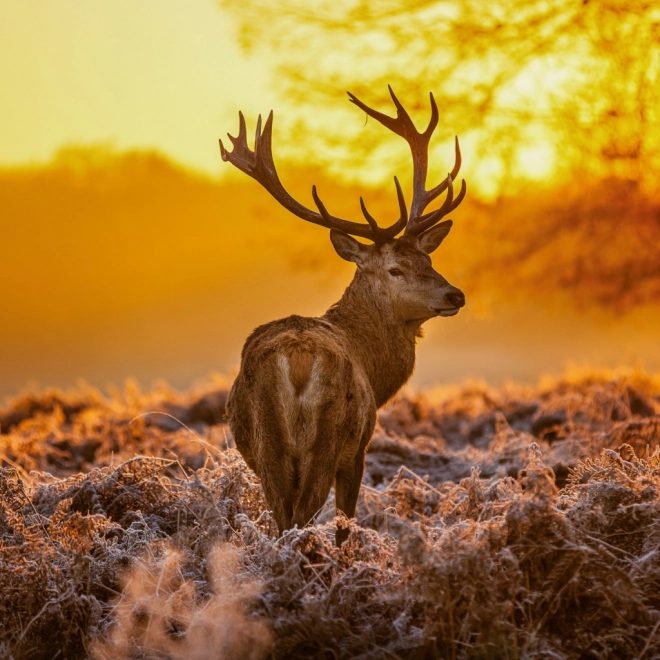 Notizkalender Wilde Tiere 2026