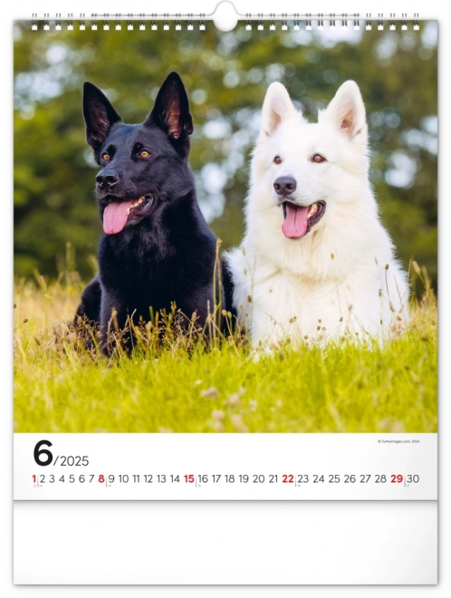 Notique Wandkalender Hunde 2025