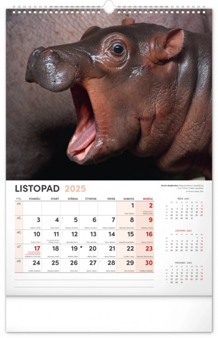 Wandkalender Faszinierende Tiere 2025