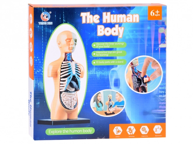 Mini Anatomie Modell Menschlicher Körper mit Organen